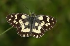 Melanargia galathea Melanargia galathea