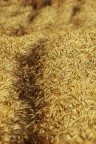 Grano Grano