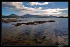 beara beara