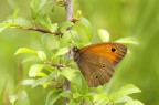 Maniola jurtina