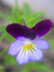violetta violetta