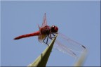 red passion red passion