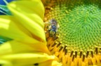 girasole girasole