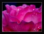 Semplicemente petali rosa ..... Semplicemente petali rosa .....