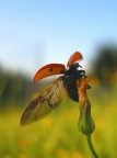 ...coccinella in volo ...coccinella in volo
