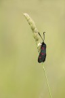 Zygaena Zygaena