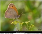 Indecisa Indecisa