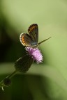 Aricia agestis Aricia agestis