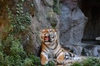 Tiger Tiger