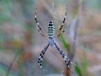Argiope bruennichi Argiope bruennichi