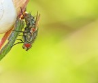 Mosca Mosca