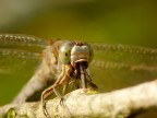 Libellula che mangia damigella Libellula che mangia damigella