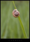 Caracol Caracol