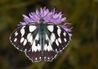 Melanargia galathea