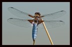 Libellula Depressa