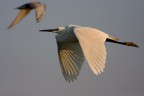 traffico aereo traffico aereo
