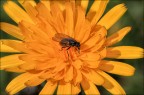 Mosca Mosca