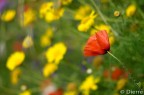 Rosso e Giallo Rosso e Giallo