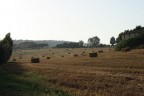 campi di grano