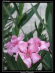 Pink flowers