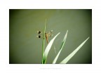 solitaria libellula solitaria libellula