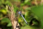 Libellula Libellula
