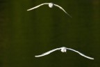 Volo a due Volo a due