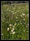 Campo