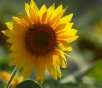 girasole