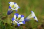 Genziana Stiata di Bianco Albino
