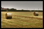 Palle di fieno