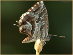 farfalla marrone ritoccata sembra meglio? farfalla marrone ritoccata sembra meglio?