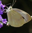 farfabianca