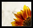 Un-quarto-di-sole Un-quarto-di-sole
