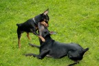 Dogs Dogs