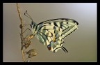 E' lei Papilio Macaon E' lei Papilio Macaon
