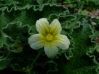 Fiore in penombra Fiore in penombra