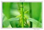 Grillo verde Grillo verde