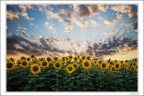 Girasoli al tramonto