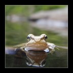 Raganella di montagna Raganella di montagna