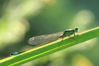 Damigella Damigella