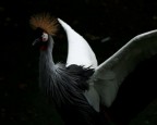 Gru Coronata Gru Coronata