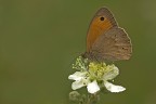 Satyrinae Satyrinae