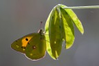 Colias crocea