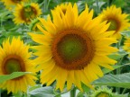 Girasole Girasole