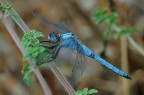 Libellula blu