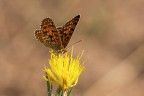 Nel giallo Nel giallo