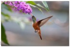 Colibrì Colibrì