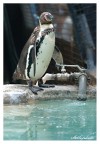 Pinguino idraulico Pinguino idraulico
