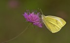 Pieris rapae Pieris rapae